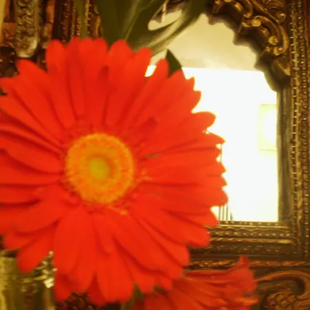 Hotel Boutique Alicia Carolina