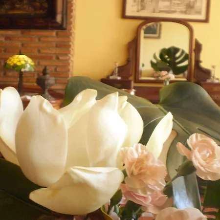 Boutique Alicia Carolina 莫纳奇尔